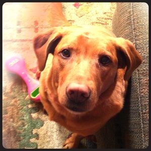 Meet your Posher, Amy